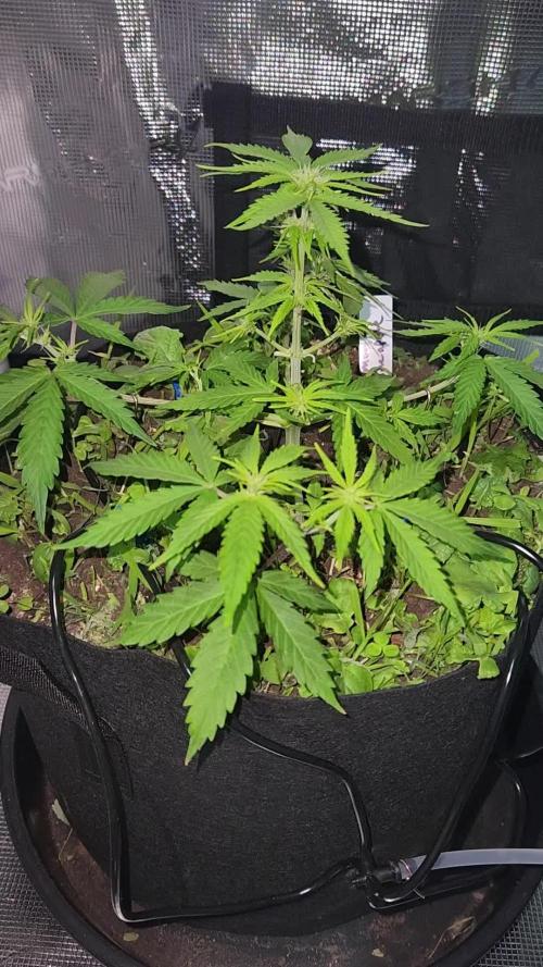 Lemon pineapple