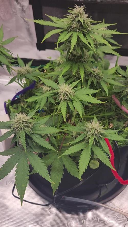 Lemon pineapple
