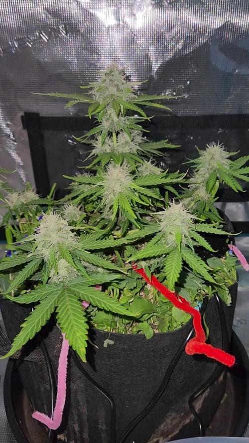 Lemon pineapple
