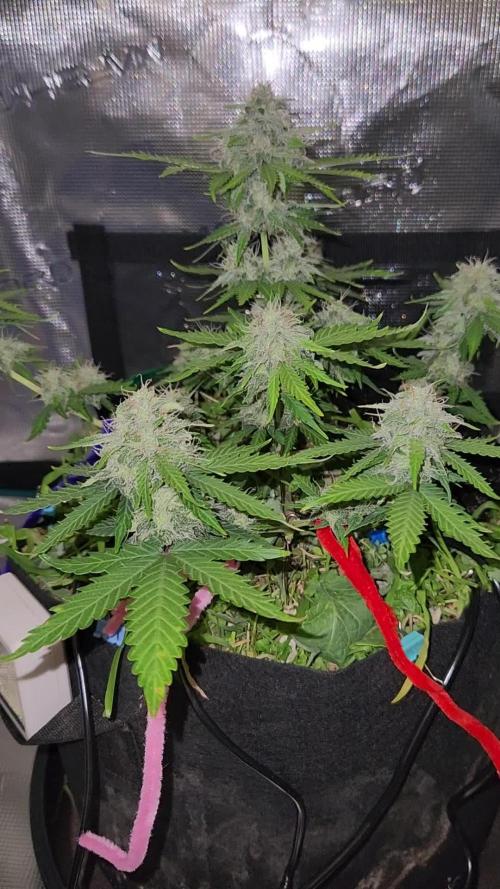 Lemon pineapple