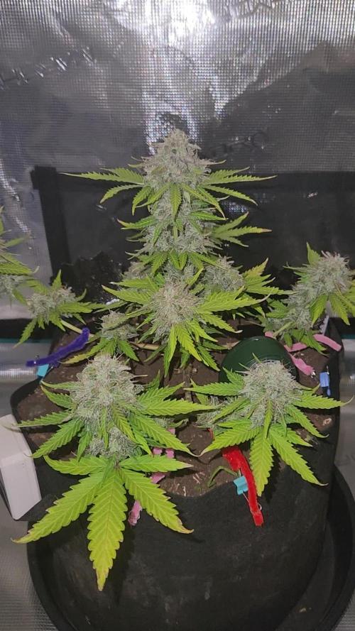 Lemon pineapple