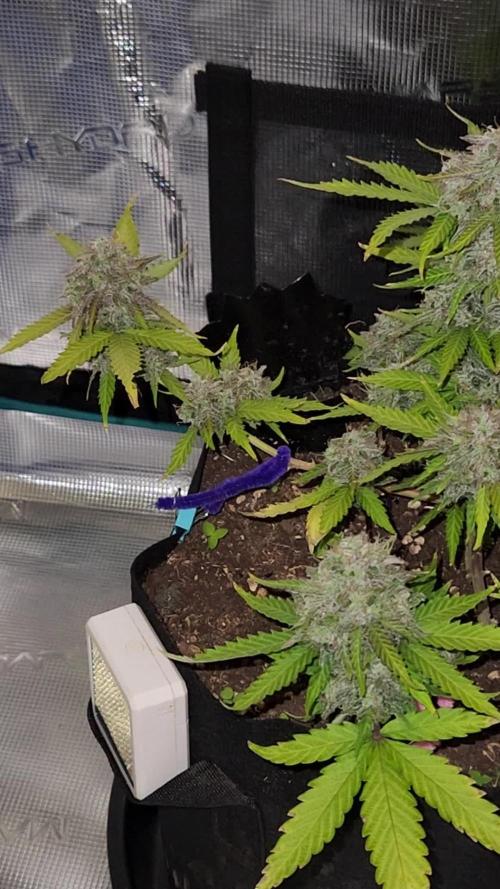 Lemon pineapple