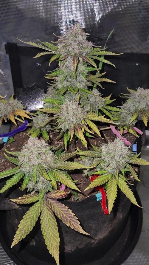 Lemon pineapple