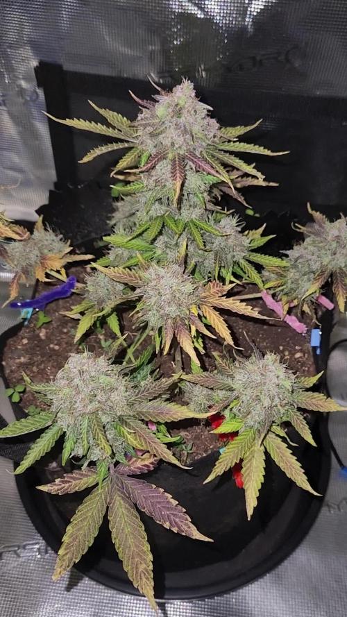 Lemon pineapple