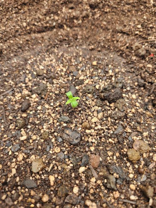 Blue bourban  auto. Week 1