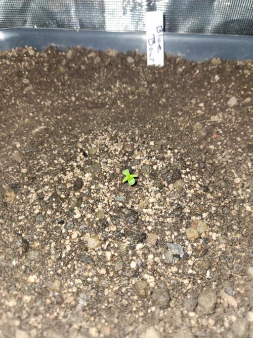 Blue bourban  auto. Week 1