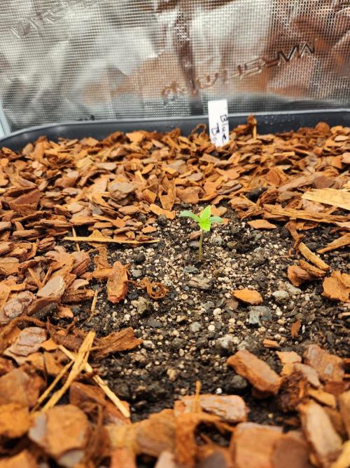 Blue bourban  auto. Week 1