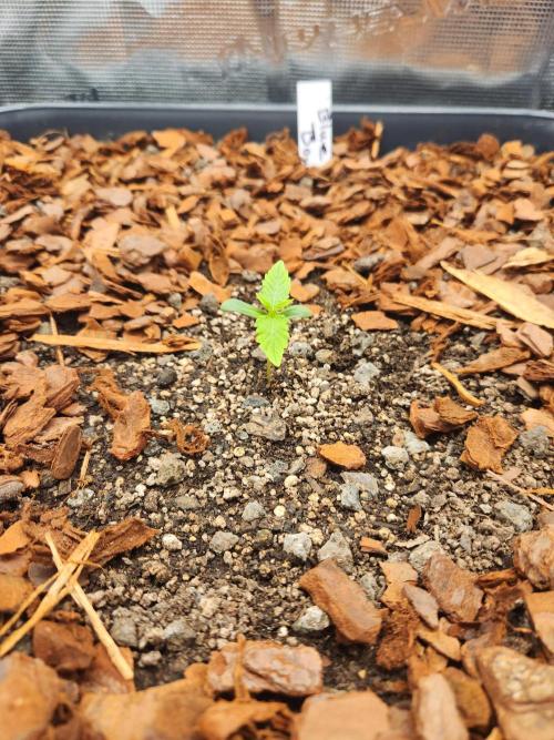 Blue bourban  auto. Week 1