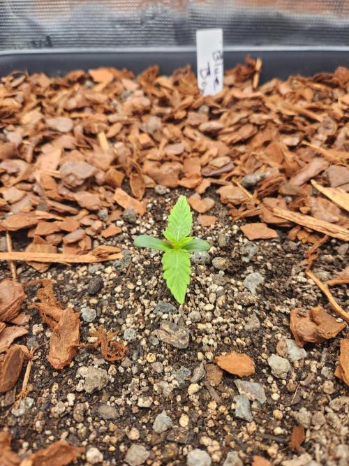 Blue bourban  auto. Week 1