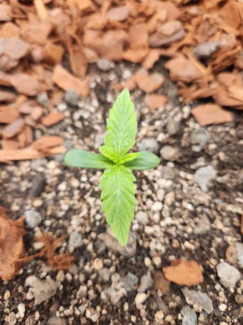 Blue bourban  auto. Week 1