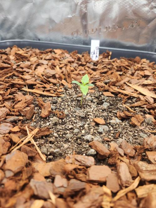 Blue bourban  auto. Week 1