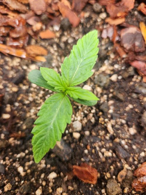 Blue bourban  auto. Week 1