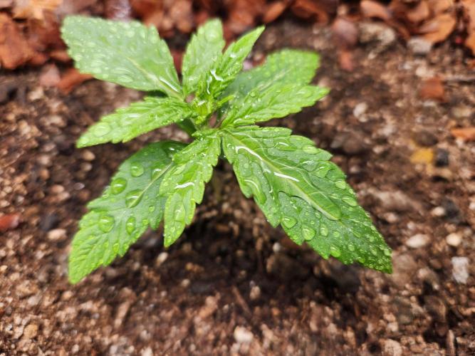 Blue bourban  auto. Week 1