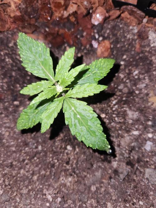 Blue bourban  auto. Week 1