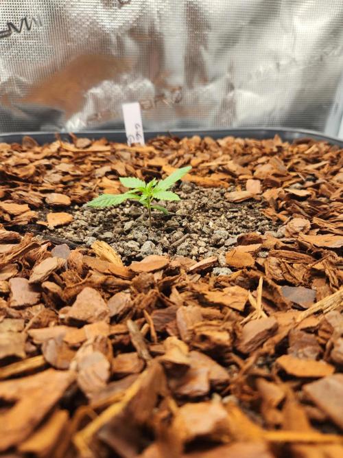 Giga glue auto. Week 2