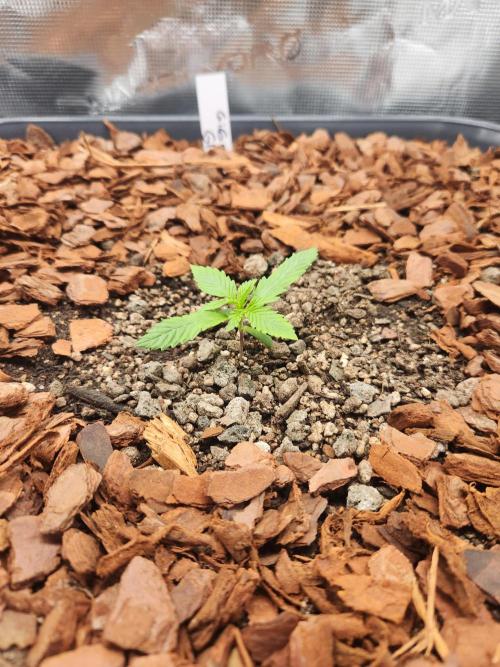 Giga glue auto. Week 2