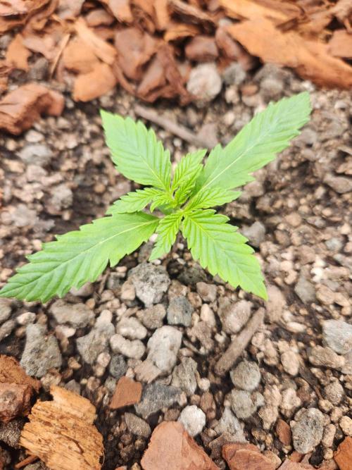 Giga glue auto. Week 2