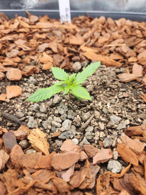 Giga glue auto. Week 2