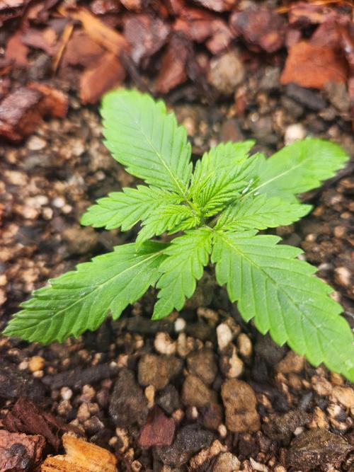 Giga glue auto. Week 2