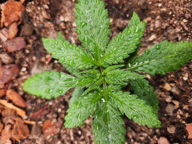 Giga glue auto. Week 2