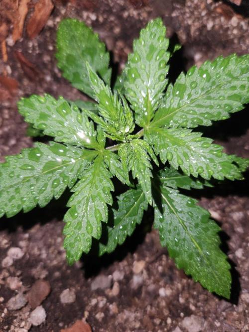 Giga glue auto. Week 2