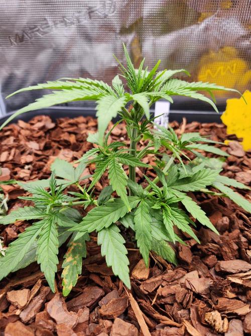 Blue bourban  auto. Week 2