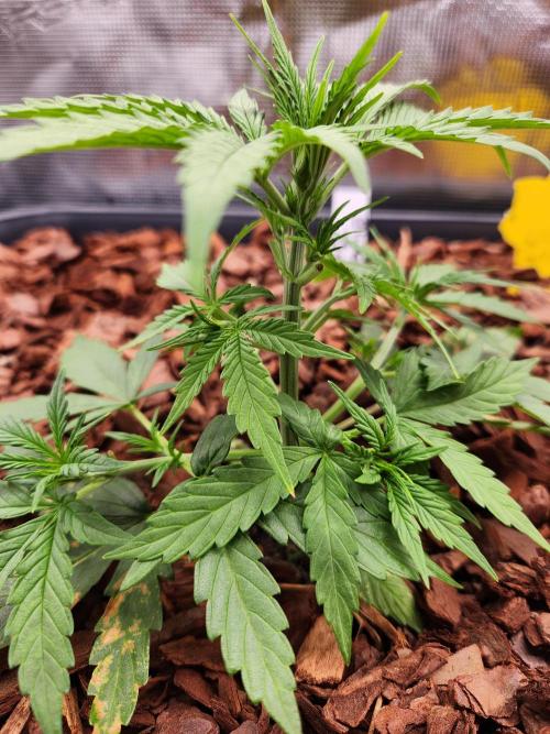 Blue bourban  auto. Week 2