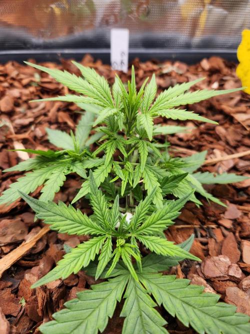 Giga glue auto. Week 3