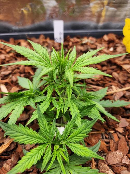 Giga glue auto. Week 3