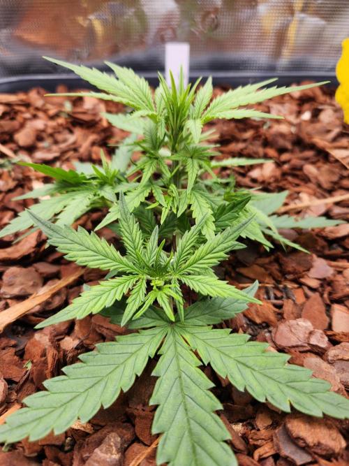 Giga glue auto. Week 3