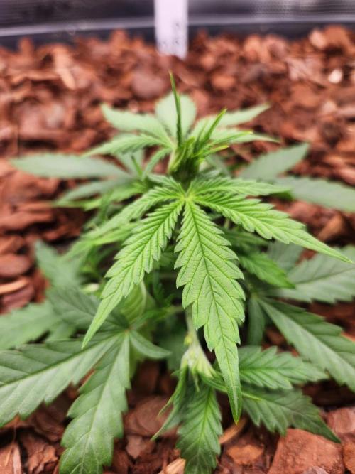 Giga glue auto. Week 3