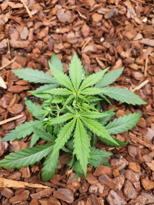 Giga glue auto. Week 3