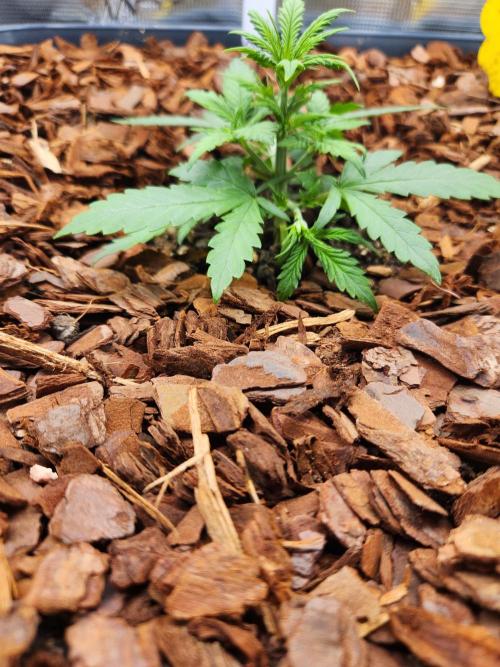 Giga glue auto. Week 3