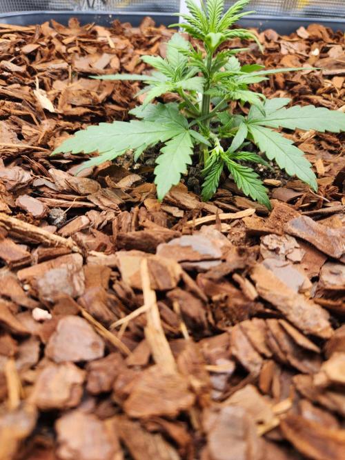 Giga glue auto. Week 3