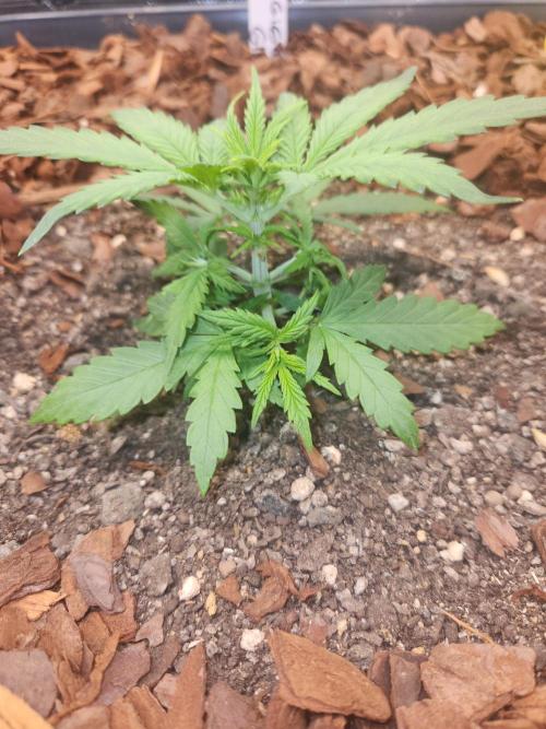 Giga glue auto. Week 3