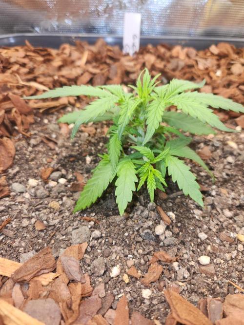 Giga glue auto. Week 3