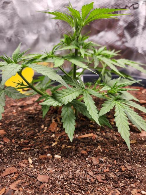 Blue bourban  auto. Week 3