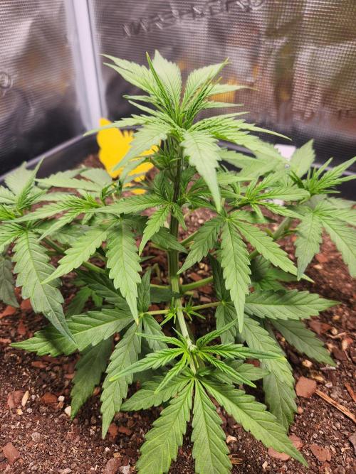 Blue bourban  auto. Week 3