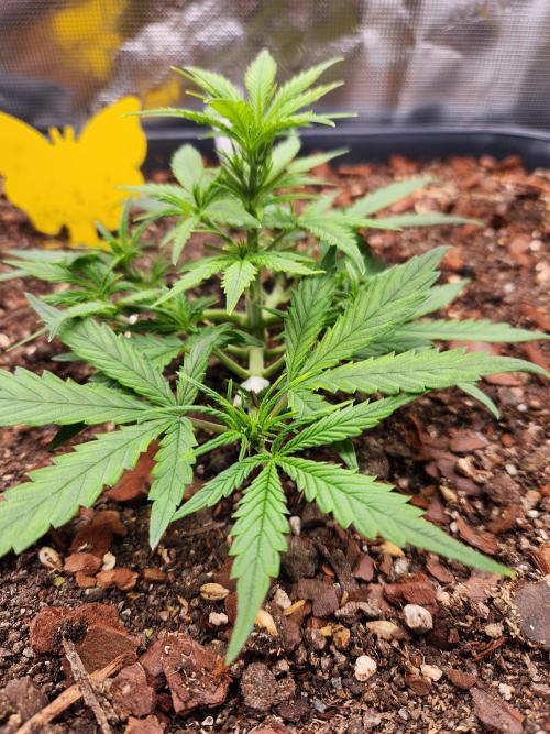 Giga glue auto. Week 4