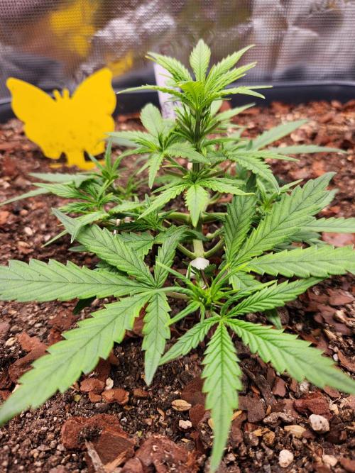 Giga glue auto. Week 4