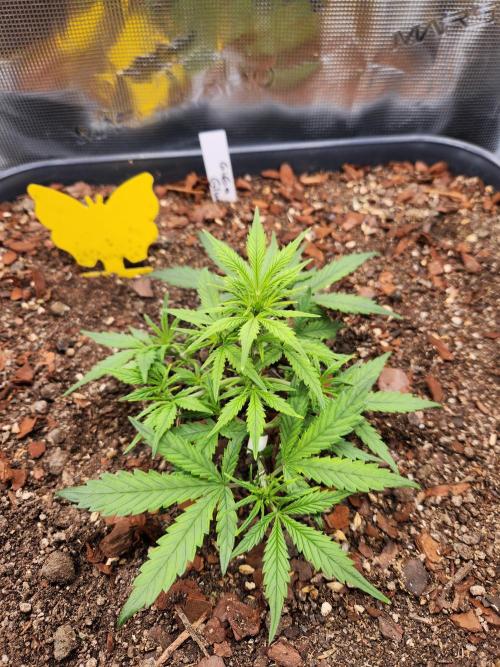 Giga glue auto. Week 4