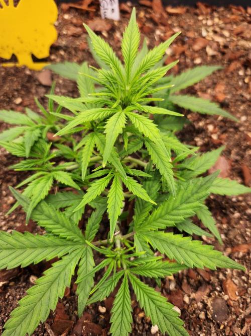 Giga glue auto. Week 4