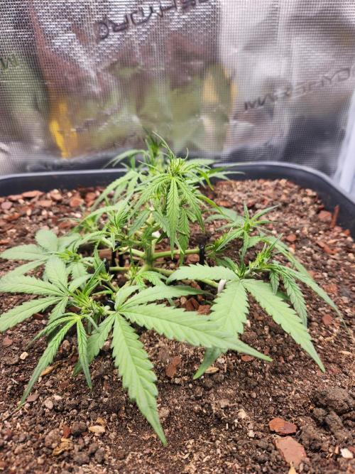 Giga glue auto. Week 5