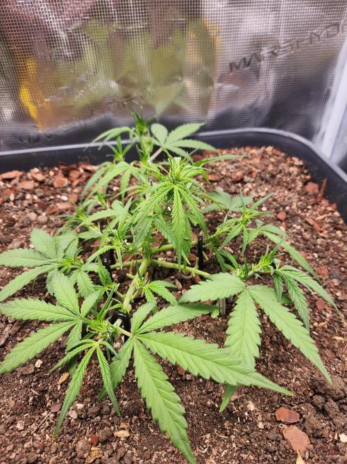 Giga glue auto. Week 5