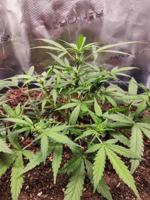 Giga glue auto. Week 5