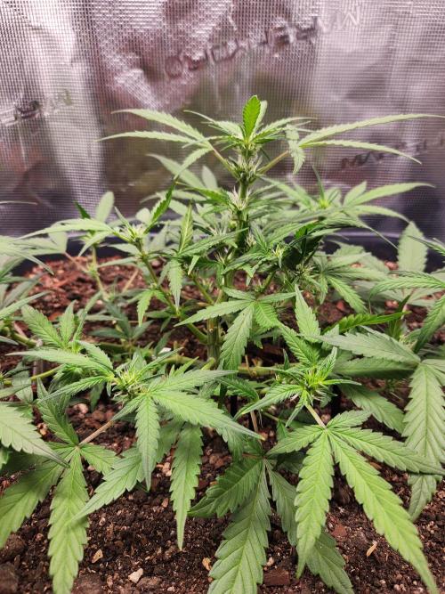 Giga glue auto. Week 5