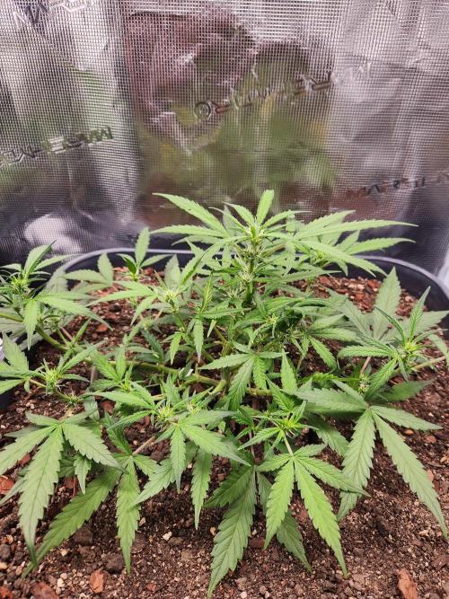 Giga glue auto. Week 5