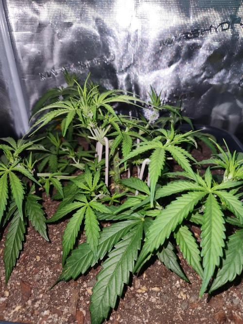 Blue bourban  auto. Week 4