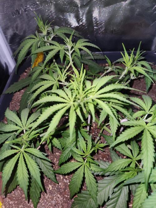 Blue bourban  auto. Week 4