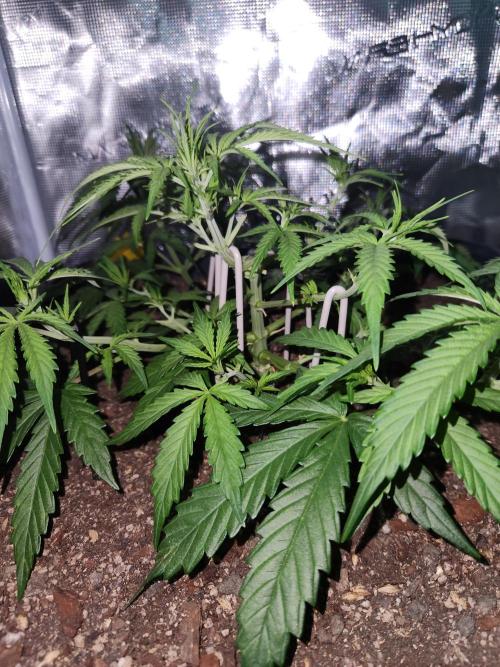 Blue bourban  auto. Week 4